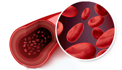Blood and vein section