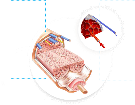 Tissue section